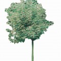 Klon jesionolistny 'Variegatum' DUŻE SADZONKI wys. 300-350 cm, obwód pnia 10-12 cm (Acer negundo)